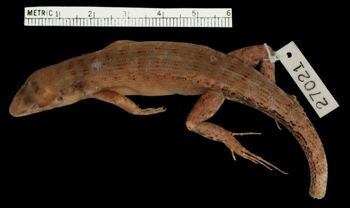 Media type: image;   Herpetology R-27021